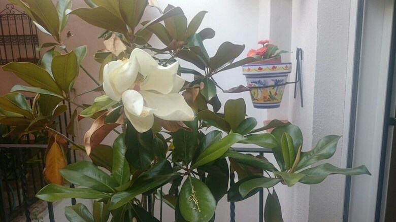 Villa Cortijo Almanzor