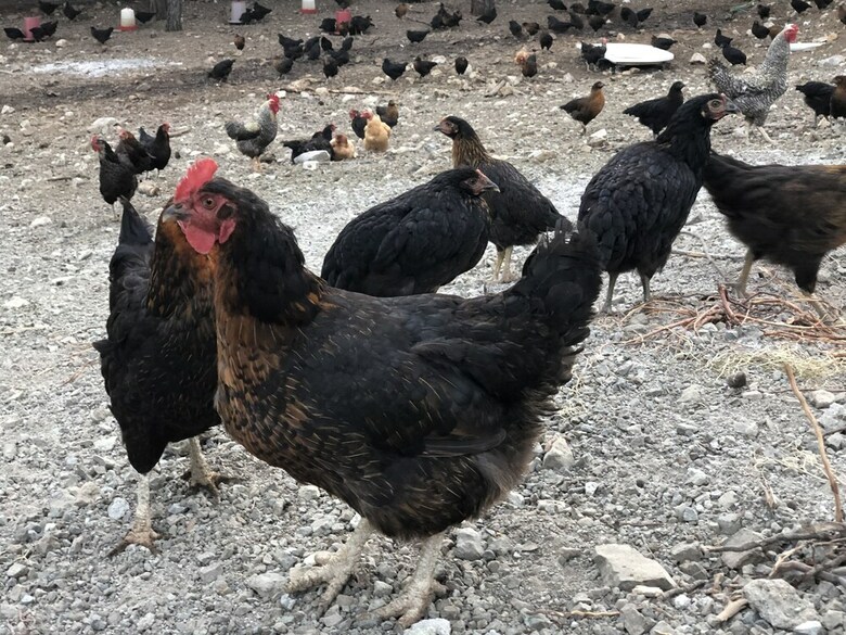 Hotel Durusu Ciftlik Evleri