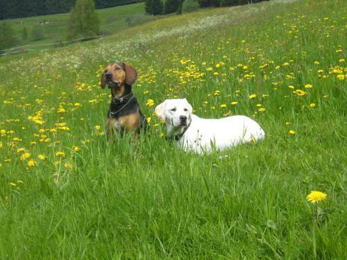 Hostal G�stehaus Hundelbach