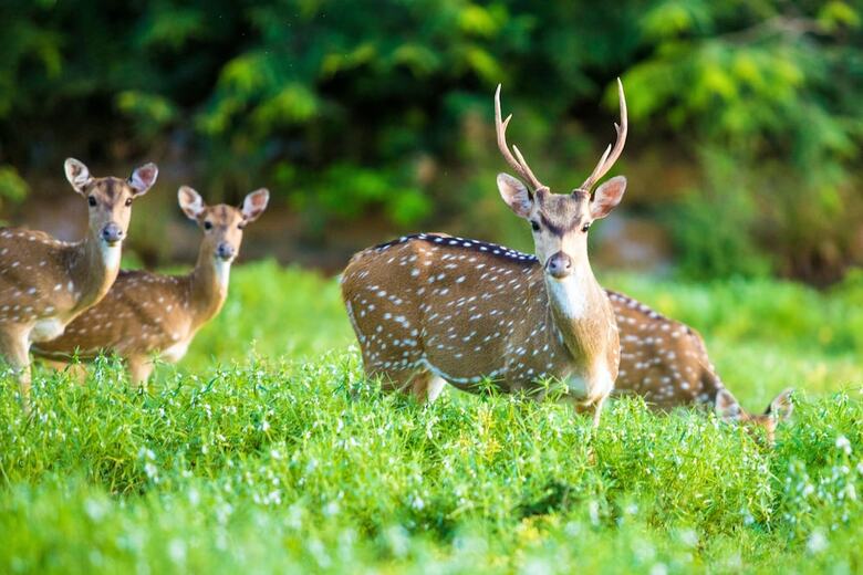 Topan Yala - Air Conditioned Luxury Safari Camp
