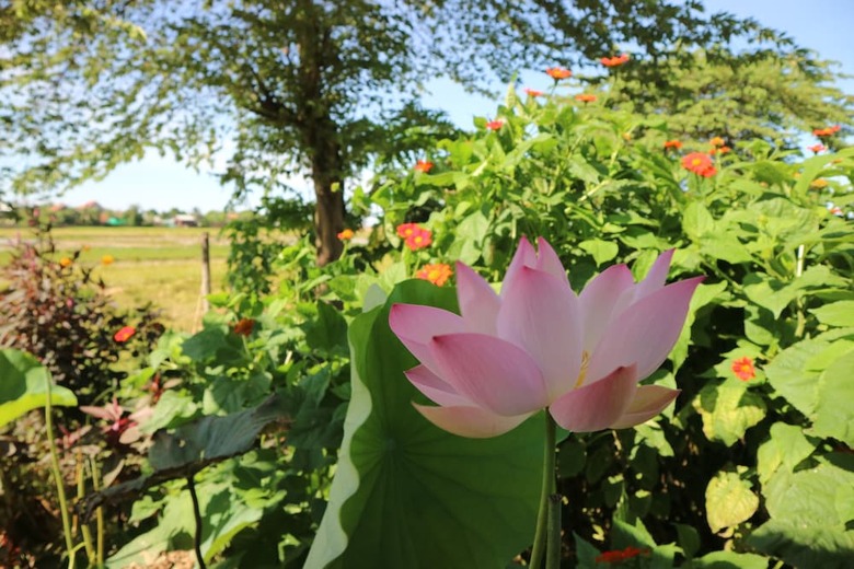 Hotel The Green Home