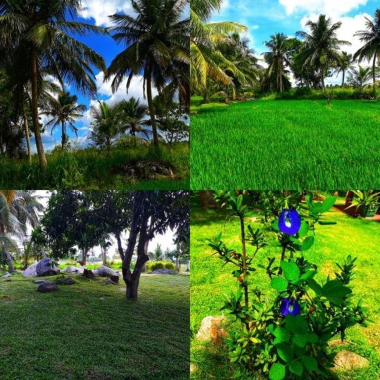Green Sapphire Holiday Resort Wilpaththu