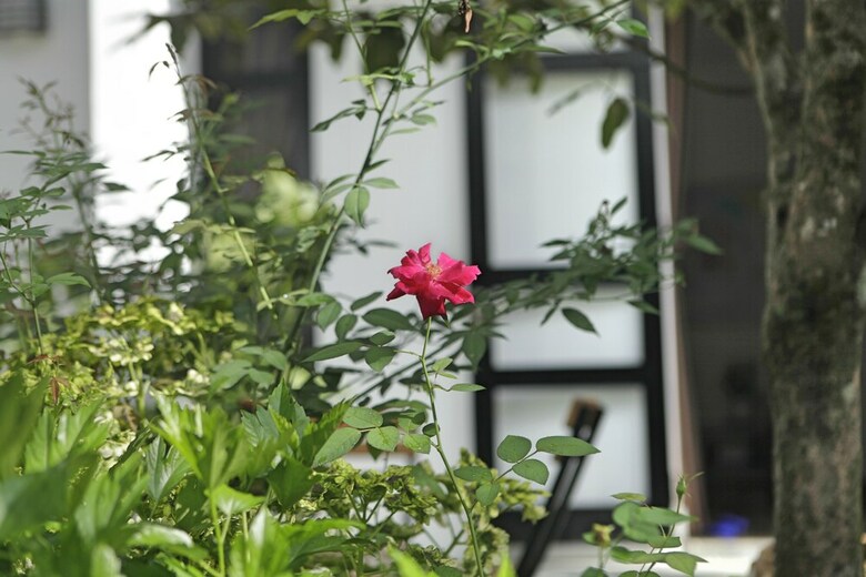 Hotel Khanh's Home