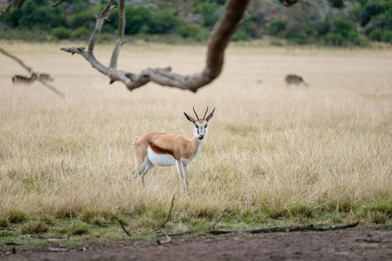 Hotel Plettenberg Bay Game Reserve