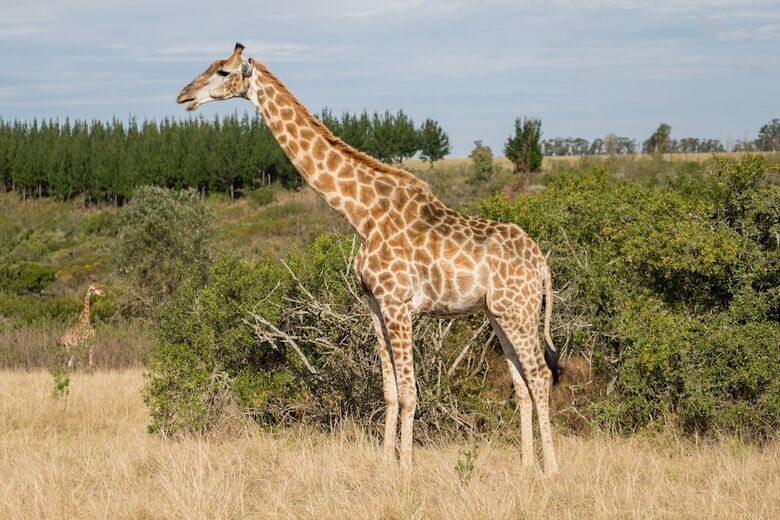 Hotel Plettenberg Bay Game Reserve
