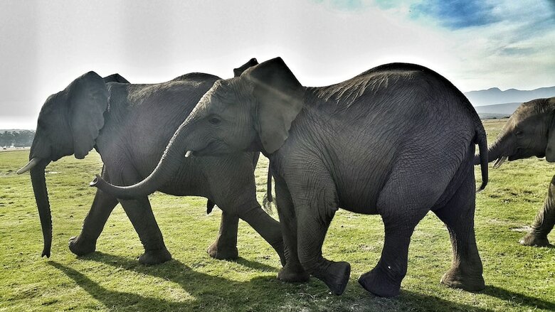 Hotel Plettenberg Bay Game Reserve