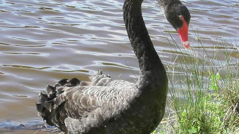Apartamento Sanctuary Lakes Fauna Retreat