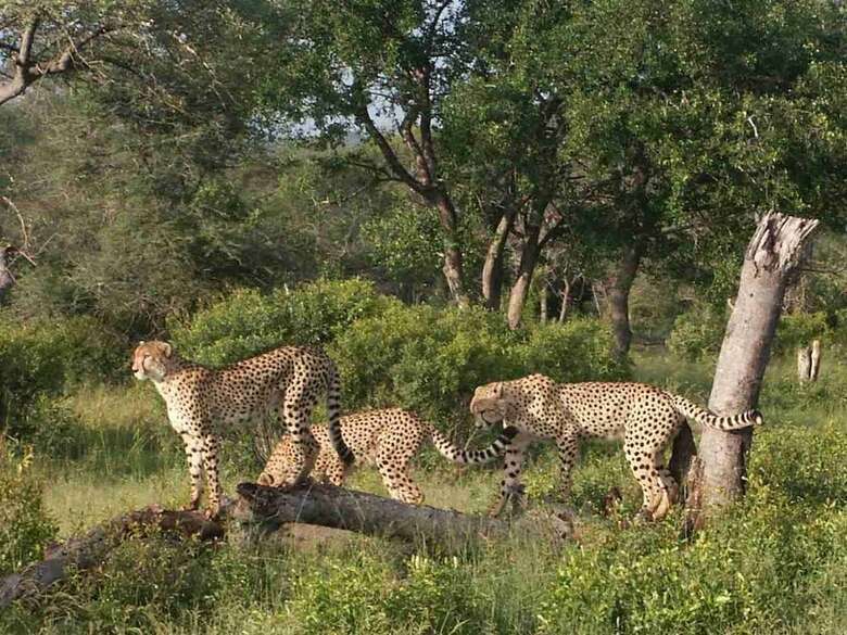 Posada Shumbalala Game Lodge