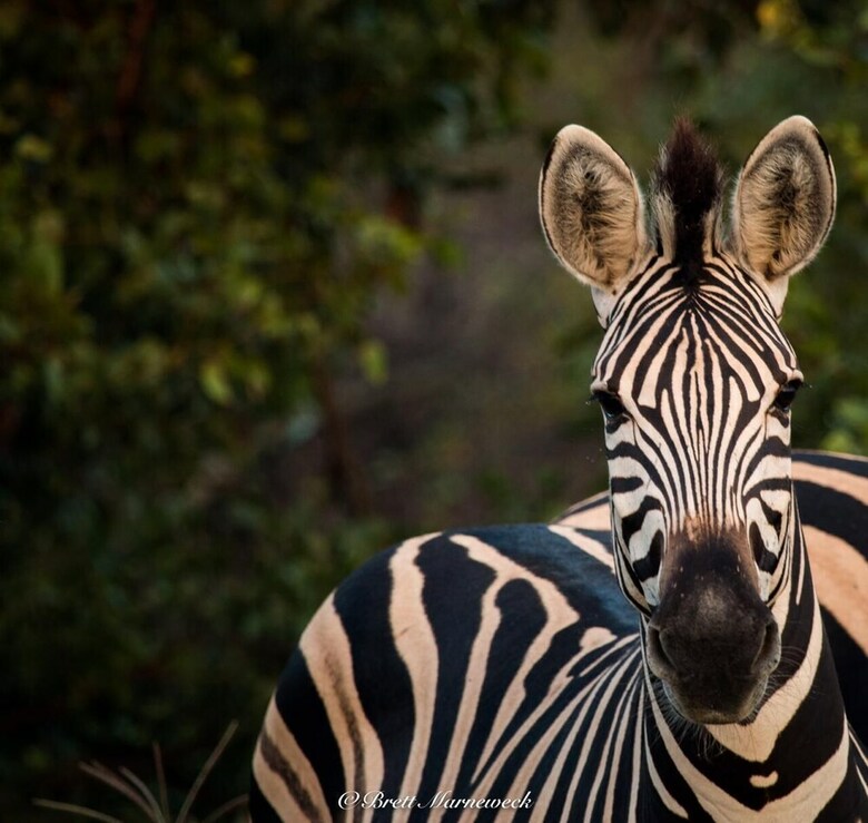 Posada Shindzela Tented Safari Camp