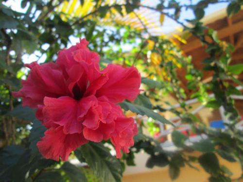 Aparthotel House Jardin Del Caribe