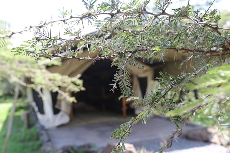 Punda Milias Camp Nakuru