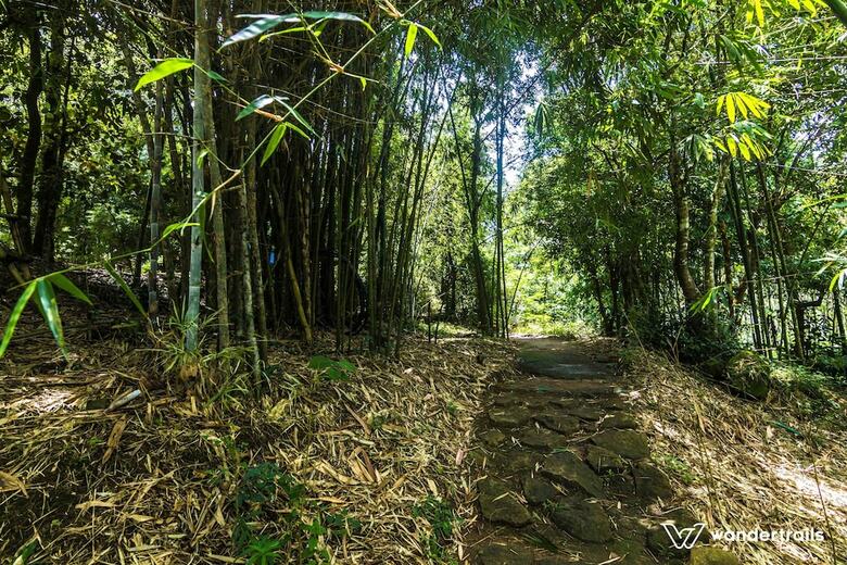 Bed & Breakfast Uravu Bamboo Grove