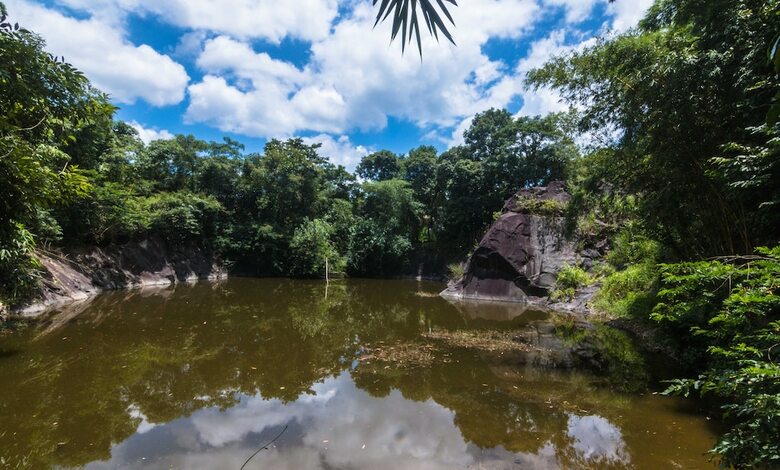 Bed & Breakfast Uravu Bamboo Grove
