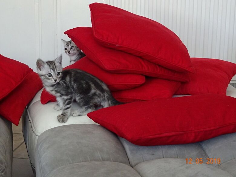Bed & Breakfast La Ferme Aux Chats