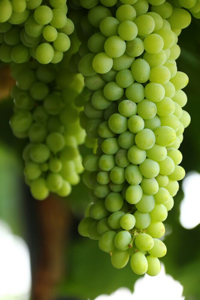 Hotel Cana Vineyard Guesthouse
