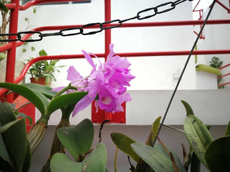 Bed & Breakfast Hotel Hojarascas