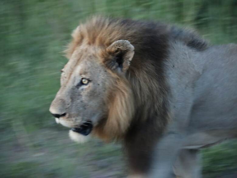 Posada Kruger Park Tours