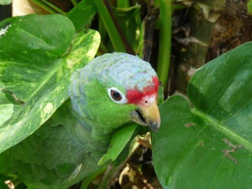 Bed & Breakfast El Tucan Jungle Lodge