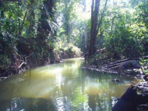 Bed & Breakfast El Tucan Jungle Lodge