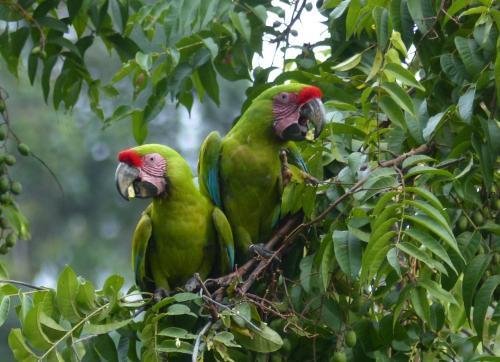 Bed & Breakfast El Tucan Jungle Lodge