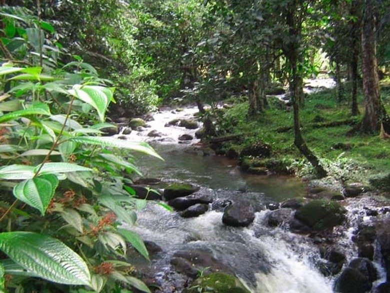 Cabana Vanilla Jungle Lodge - Bed & Breakfast