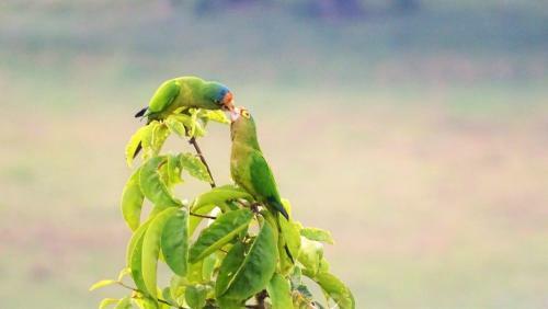 Bed & Breakfast La Colina Pura Vista