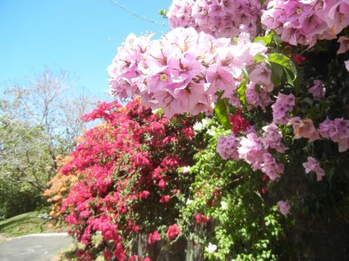 Bed & Breakfast Finca Vibran B & B