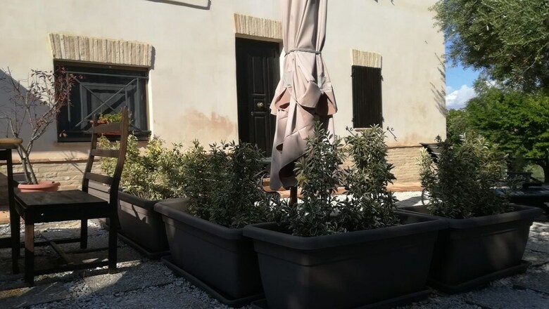 B&B Sotto L'ulivo