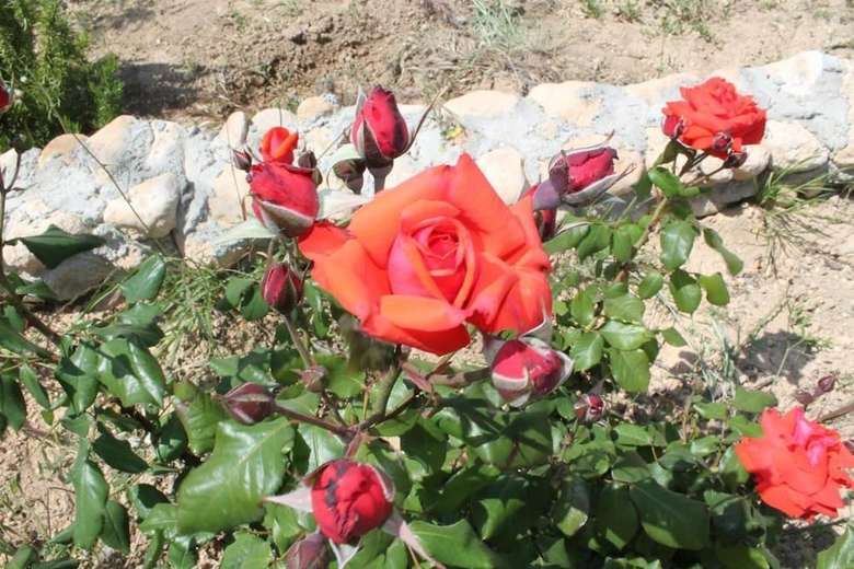 Agroturismo Cal Peret Parera