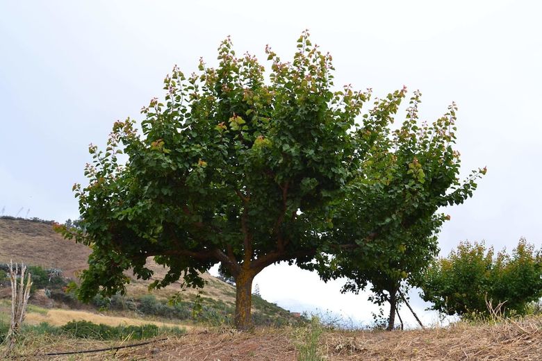Agroturismo Cueva Rosa