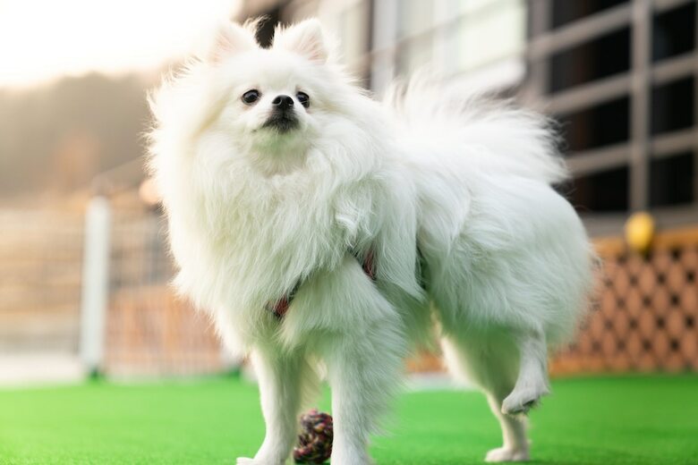 Two Puppy Place Pension