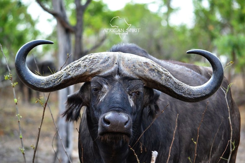 Posada African Spirit Game Lodge