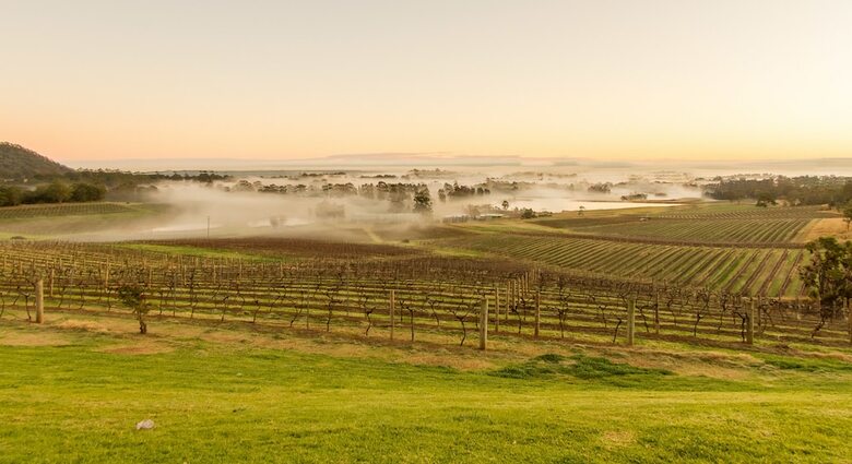 Audrey Wilkinson Vineyard