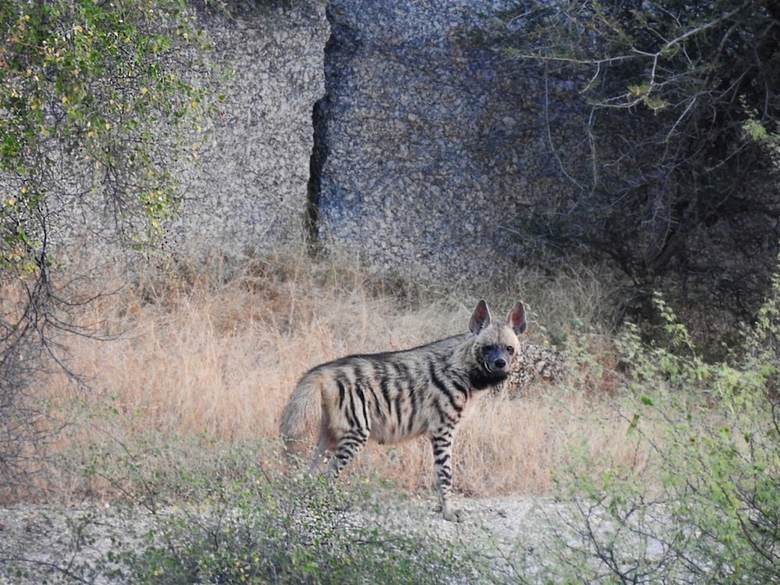 Aravali Nature Luxury Camp
