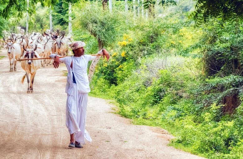 Aravali Nature Luxury Camp
