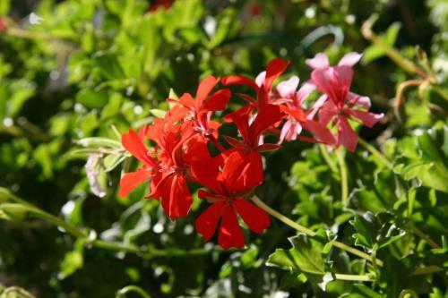 Hotel Les Geraniums