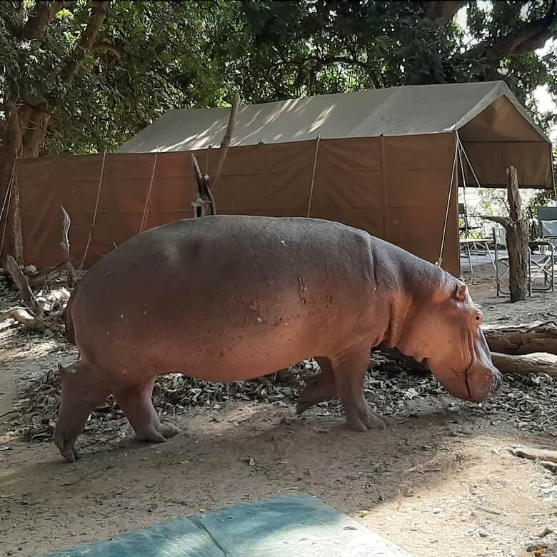 Mwinilunga Safaris