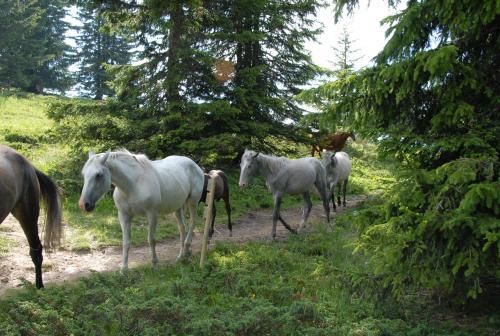 Hotel H�tel Chalet Le Caribou