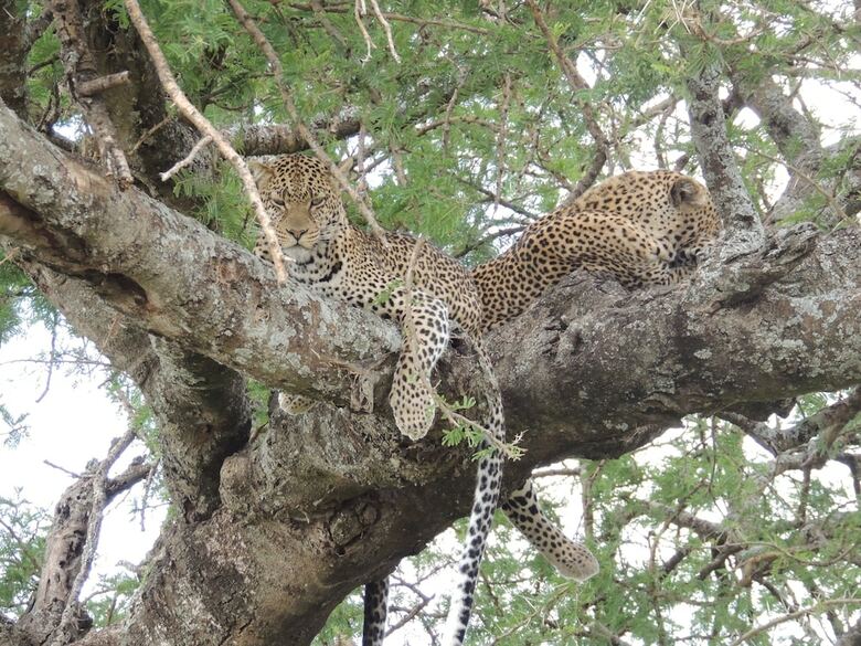 Zawadi Serengeti Camp