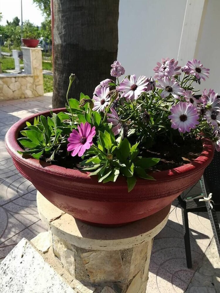 Apartamento Villa Delle Gemme