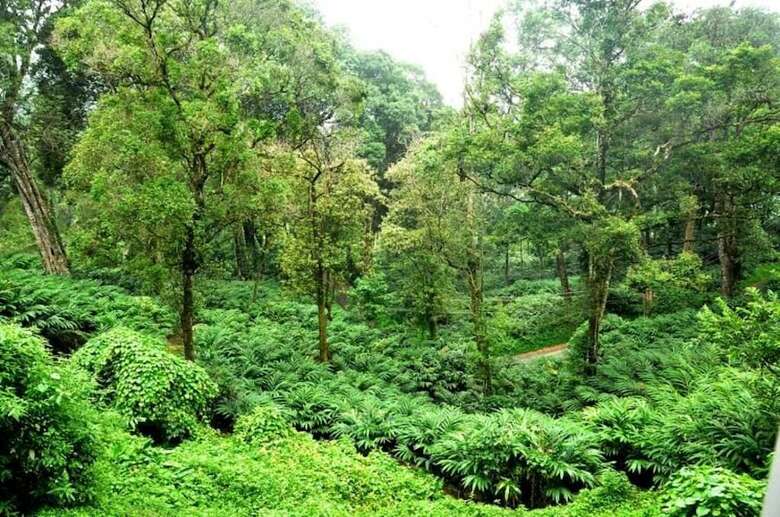 Hotel The Tall Trees Munnar