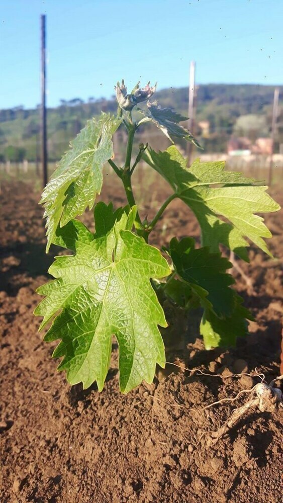 Agroturismo Villa Cavalletti Camere