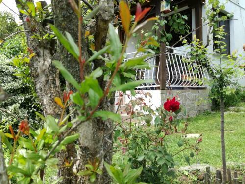 Hostal Guest House Fanny