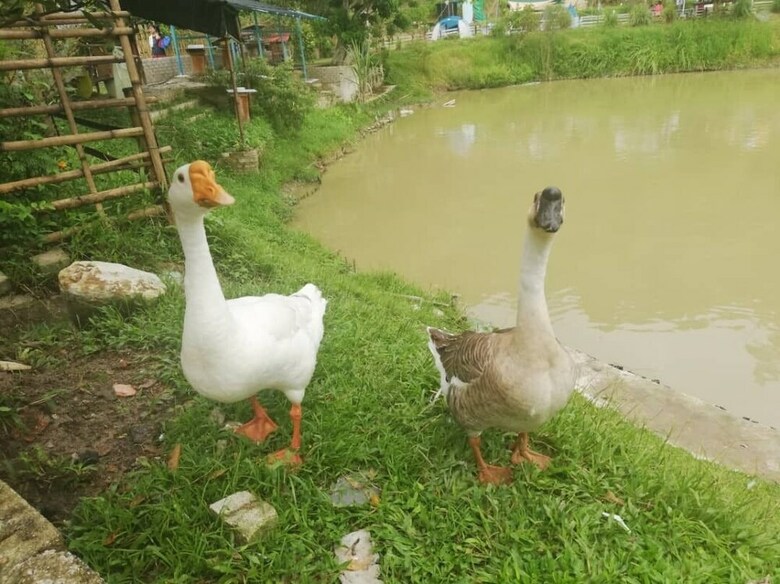 Hotel Hulu Langat Home Stay Eco Farm
