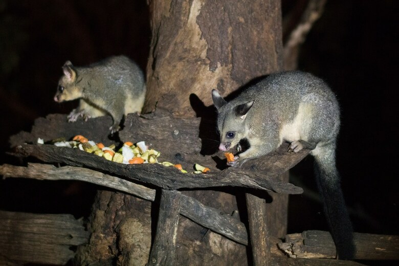 Kalimna Woods Cottages