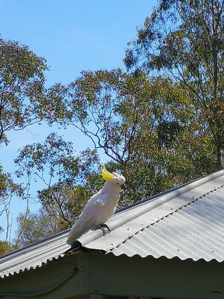 Kalimna Woods Cottages