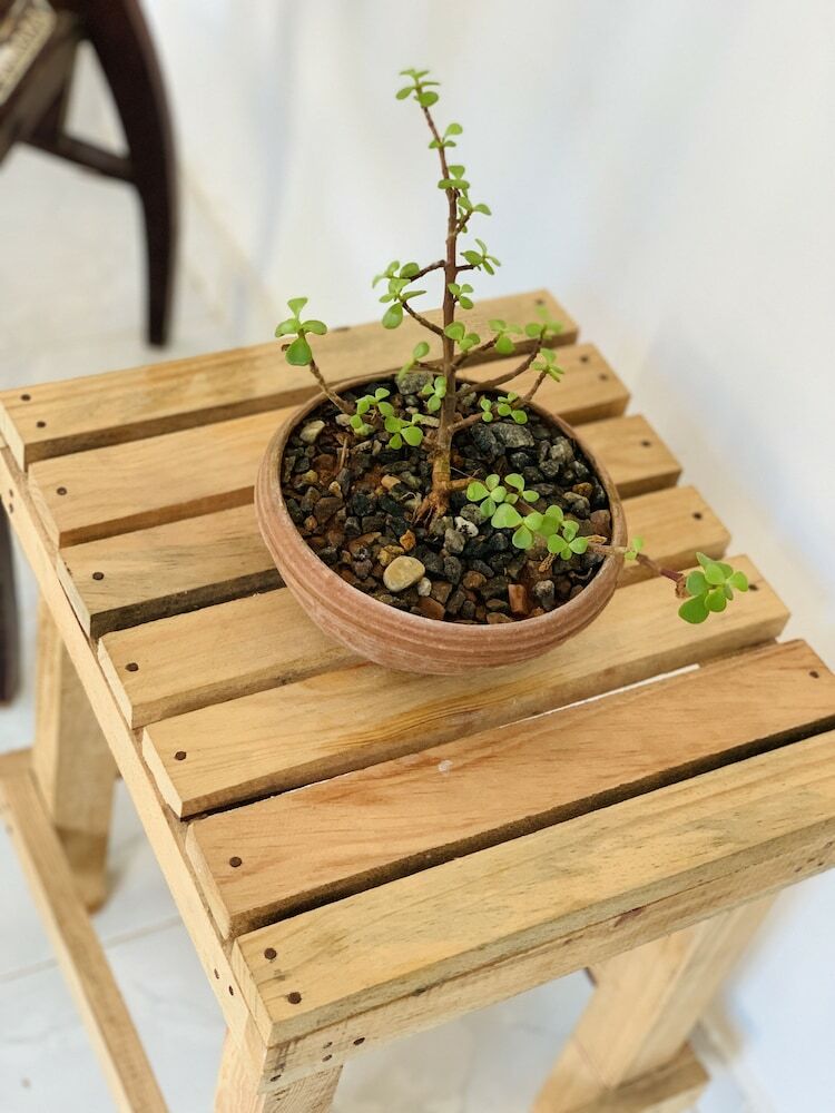 Hotel Michs Beach Villa - Maggona