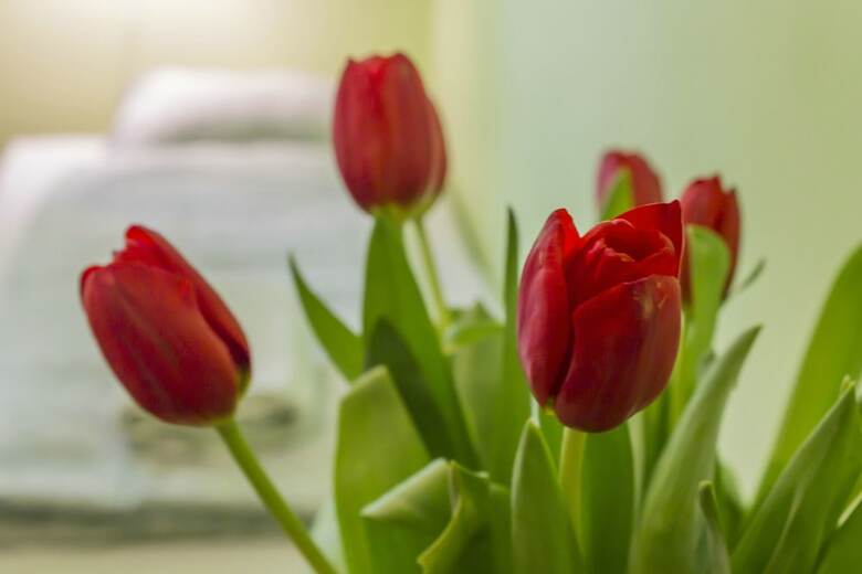 Hostal Flower Rooms & Apartments