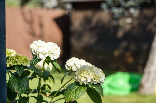 P�rnu Garden Bungalow