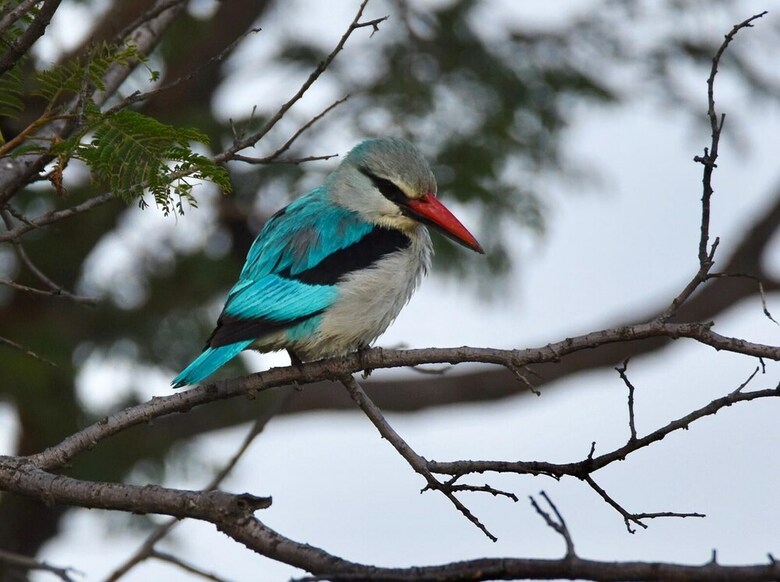 Lochinvar Safari Lodge